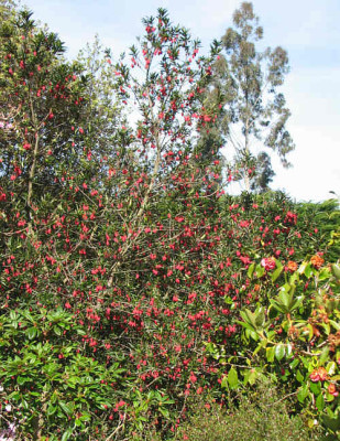 Crinodendron_hookerianum3.jpg