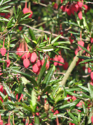 Crinodendron_hookerianum2.jpg