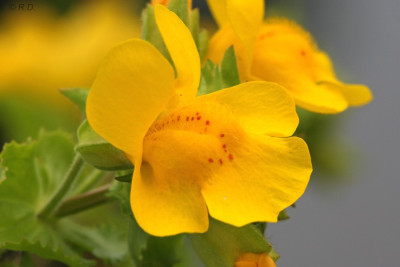 mimulus_10.jpg