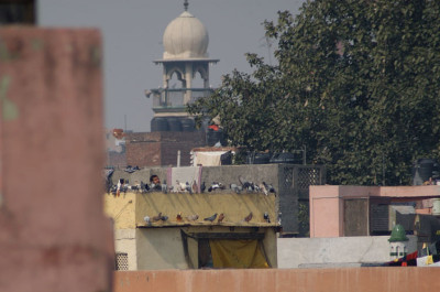 Delhi_Tauben_N08649.jpg