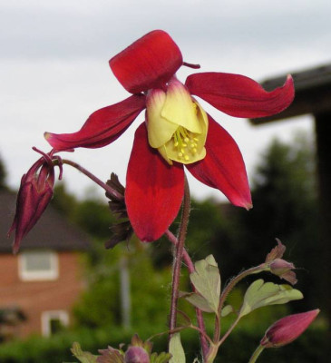 Aquilegia_caerulea_002_640.jpg