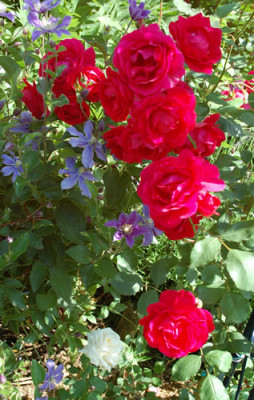 Blaze_Superior_0010__51858.jpg