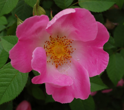 Complicata_0010__51916.jpg