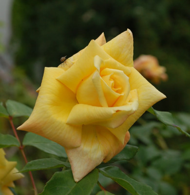 Dukat_0010__51930.jpg