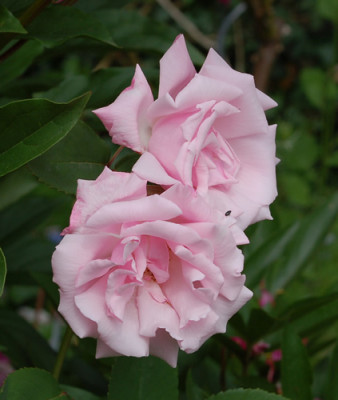 Kathleen_Harrop_0010__51894.jpg