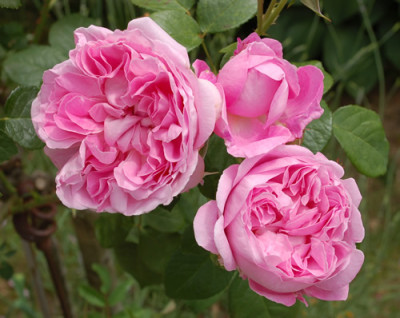 Mary_Rose_0010__51865.jpg