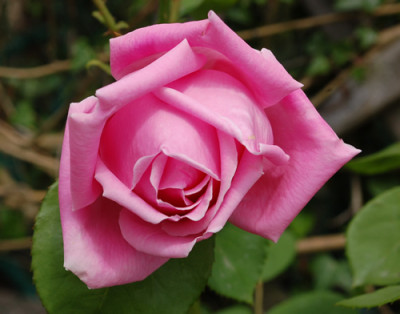 Mme_Caroline_Testout_Clg_0011__51876.jpg