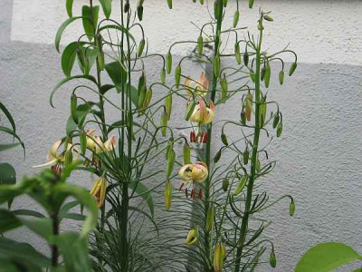 l.cernuum-album-axel.jpg