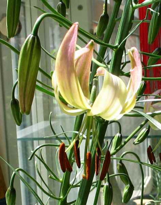 l.cernuum-wei-blute.jpg