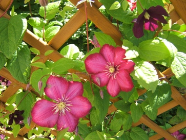 DSCF8427.JPG