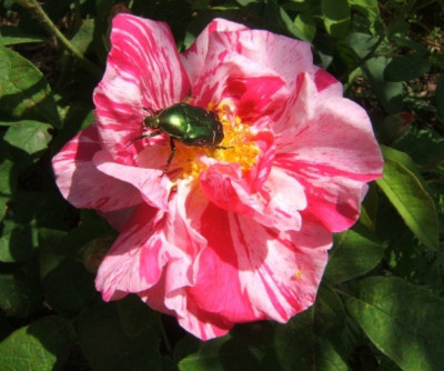 Rosa_mundi_mit_Rosenkafer.JPG