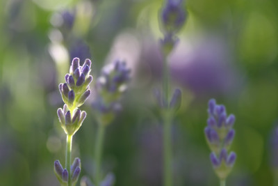 Lavendel-Aquarell-1.jpg