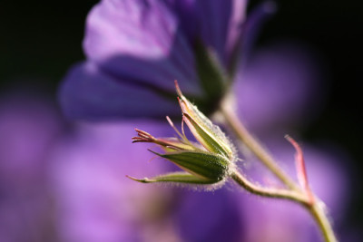Geranium-Aquarell.jpg
