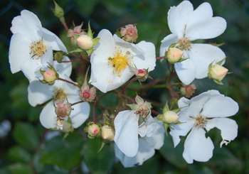 Lisls_Rose_DSC_0004.jpg