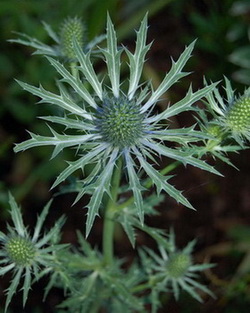 Eryngium_alpinum_Blue_Star_DSC_0011.jpg