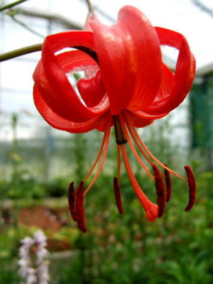 DSCF9244.JPG