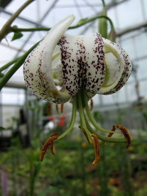 DSCF9248.JPG