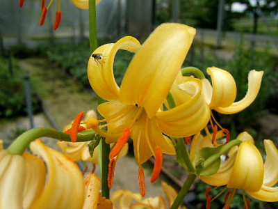 DSCF9260.JPG
