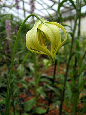 DSCF9249.JPG