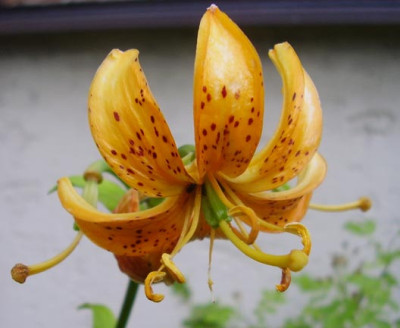 Lilium_hansonii_110609.jpg
