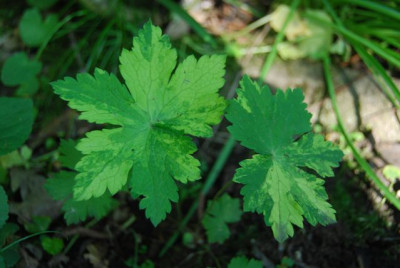 Geranium_phaeum__gemustert.jpg