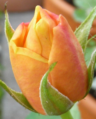 Pale_apricotElegante_Edith_06_09_03.JPG