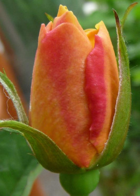 Pale_apricotElegante_Edith_06_09_04.JPG