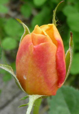 Pale_apricotElegante_Edith_06_09_05.JPG