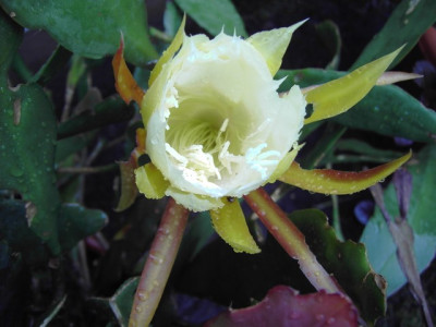PICT2942.JPG