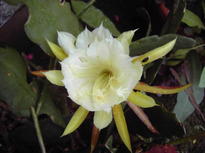PICT2945.JPG