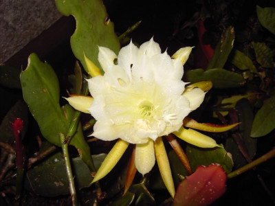 PICT2959.JPG