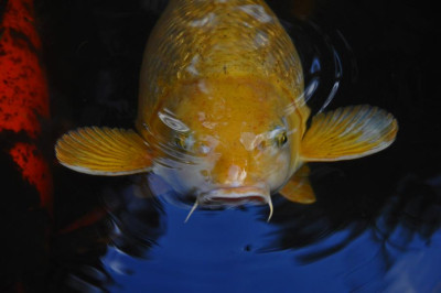 K800_DSC_0022-1.JPG