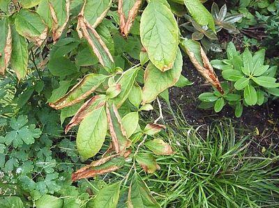 Stewartia_fars_2009.jpg