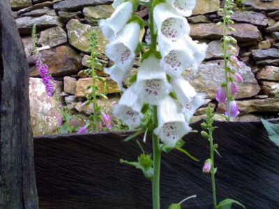 K640_02012007765.JPG