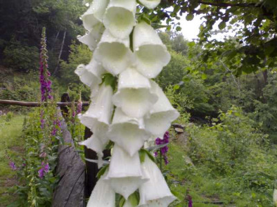 K640_02012007766.JPG