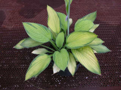 hosta_unbek_04.jpg