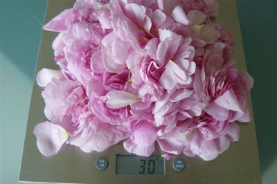 Rosen.12.05.2009.60.JPG