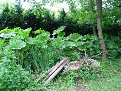 gunnera-oder.jpg