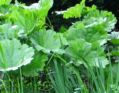 gunnera-oder1.jpg
