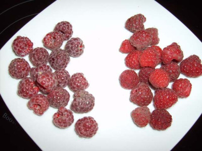 himbeeren3.jpg
