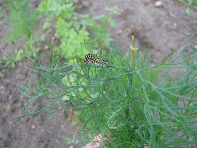 K1024_IMG_0645.JPG