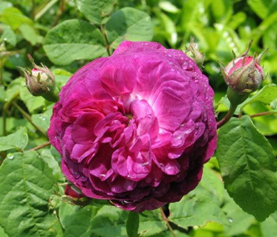 Hippolyte_04.06.JPG