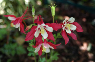 aquilegia_caerulea_Rotstern.jpg