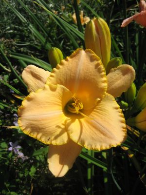 Serena_Sunburst_6571_r11.jpg