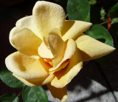 Pale_apricotElegante_Edith_06_09_06.JPG