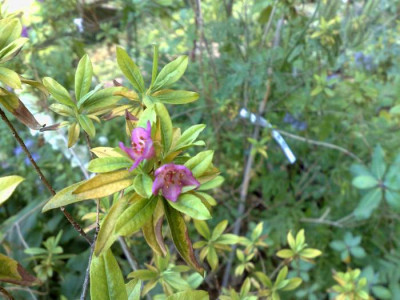 Kopie_von_13062009Rh.lepidotum_Bu185.jpg