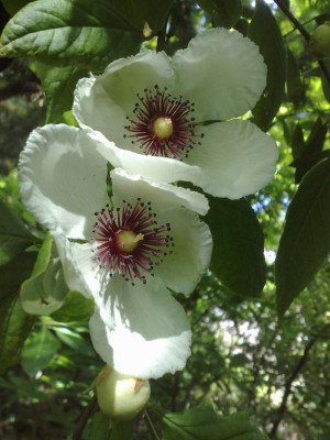 Kopie_von_13062009Stuartia_malacodendron.jpg