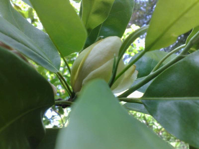 Kopie_von_13062009M.virginiana.jpg