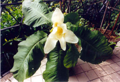 M.macrophyllum.jpg