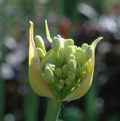 A9588a_Large.JPG